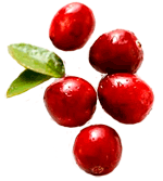 cranberry