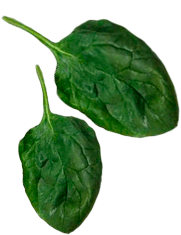 spinach